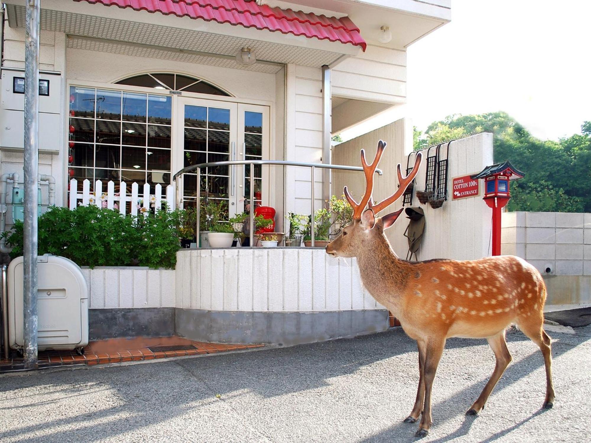 Nara - Hotel / Vacation STAY 47950 Exterior foto